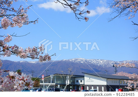 Cherry blossoms in full bloom Roadside station Kawano Minato Nagai 91228485