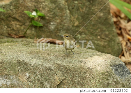 A female narcissus flycatcher standing in a water place 91228502
