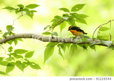 站在樹上的雄性水仙捕蠅器 91228544