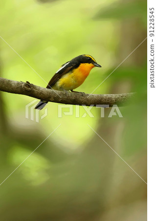 站在樹上的雄性水仙捕蠅器 91228545