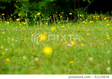 Nara Heijokyo / Butana field Nara Heijokyo / Butana field 91228636