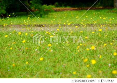Nara Heijokyo / Butana field 91228638