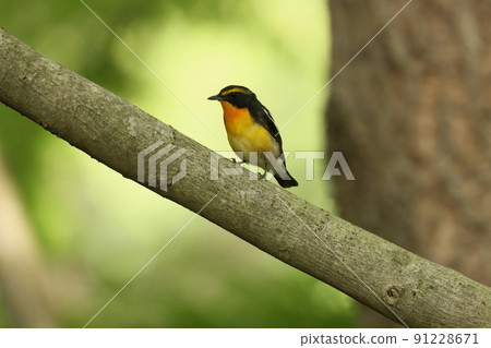 站在樹上的雄性水仙捕蠅器 91228671