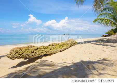 Palm tree trunk at beach in Penang, Malaysia 91228685