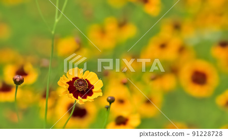 金雞菊花 91228728