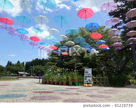 Iris in full bloom Ayame Nagai Ayame Park Iris in full bloom Ayame Nagai Ayame Park 91228739