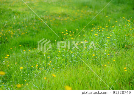 Nara Heijokyo, a refreshing flatweed field promenade Nara Heijokyo, a refreshing flatweed field promenade 91228749