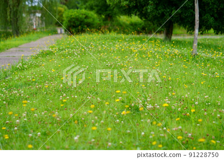 Nara Heijokyo, a refreshing flatweed field promenade Nara Heijokyo, a refreshing flatweed field promenade 91228750