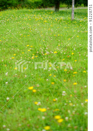 Nara Heijokyo, a refreshing flatweed field promenade 91228751