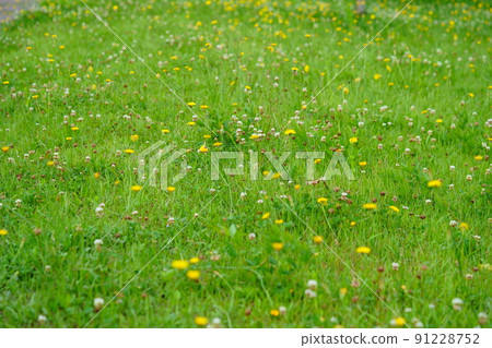 Nara Heijokyo, a refreshing flatweed field promenade Nara Heijokyo, a refreshing flatweed field promenade 91228752