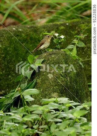 A female narcissus flycatcher standing in a water place 91228836