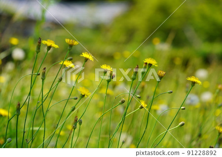 Butana in the field of Kyoto Kannonji Butana in the field of Kyoto Kannonji 91228892