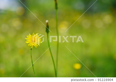 Butana in the field of Kyoto Kannonji 91228904