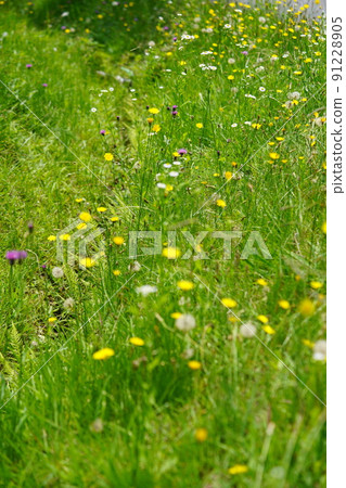 Butana in the field of Kyoto Kannonji Butana in the field of Kyoto Kannonji 91228905