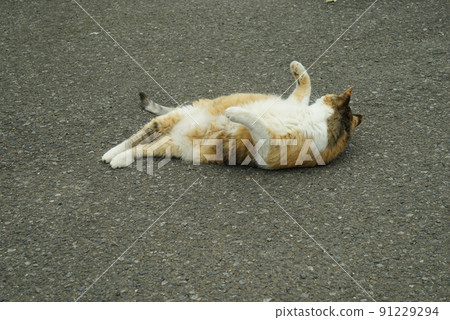 躺在花園裡的印花布貓（12 歲） 91229294