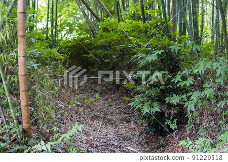 金剛寺的空護城河，據說是比岐氏族的遺址/埼玉縣比岐郡川島町 91229518