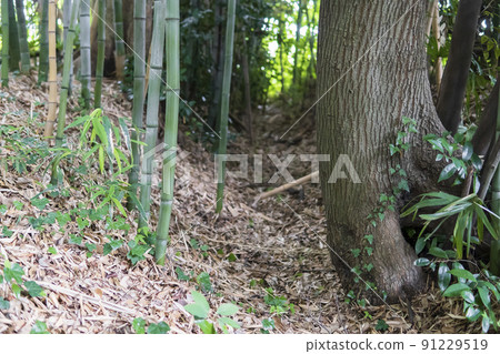 The empty moat of Kongoji Temple, which is said to be the site of the Hiki clan / Kawajima-cho, Hiki-gun, Saitama Prefecture The empty moat of Kongoji Temple, which is said to be the site of the Hiki clan / Kawajima-cho, Hiki-gun, Saitama Prefecture 91229519