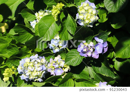 Light blue and light purple hydrangea flowers blooming in Japanese parks in early summer 91230043