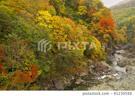 從信州秋山鄉霧明橋看中津川溪谷的紅葉 從信州秋山鄉霧明橋看中津川溪谷的紅葉 91230588