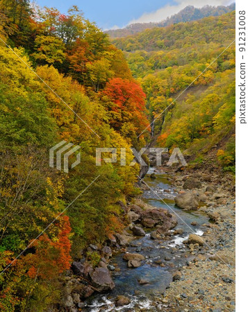 從信州秋山鄉霧明橋看中津川溪谷的紅葉 91231008