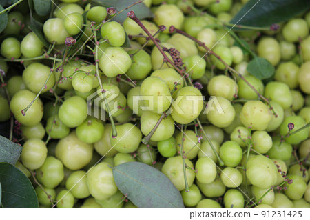 star gooseberry stock on shop star gooseberry stock on shop 91231425