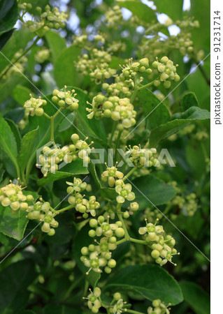 Masaki的花 91231714