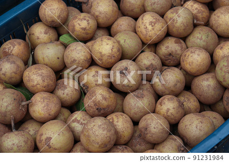 sapodilla stock on shop for sell 91231984