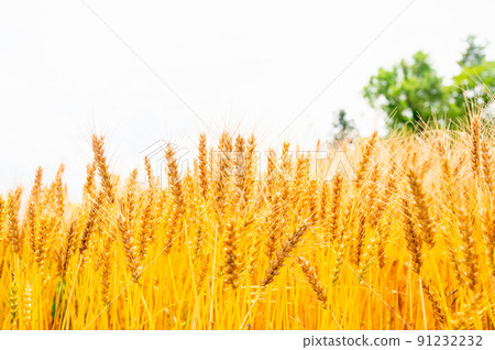 生長旺盛的小麥 生長旺盛的小麥 91232232