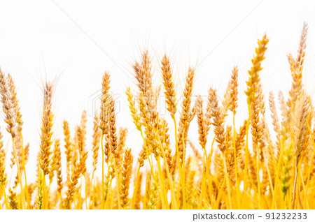 生長旺盛的小麥 91232233