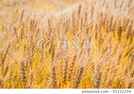 Bright early summer wheat field Bright early summer wheat field 91232234