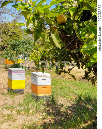 A swarm of bees on the branches of a tree and bee hives in the backgorund in an orchard in Akamas Peninsula, Cyprus. A swarm of bees on the branches of a tree and bee hives in the backgorund in an orchard in Akamas Peninsula, Cyprus. 91232281