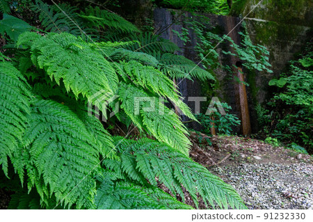 Green fern leaves 91232330