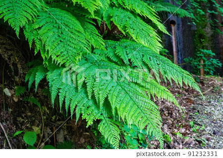 Green fern leaves Green fern leaves 91232331
