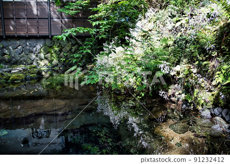 富士山忍野八海池和水下倒映的小花 91232412
