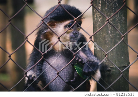 A Juvenile Red-shanked douc or Pygathrix nemaeus in the Endangered Primate Rescue Center in Ninh Binh, Vietnam A Juvenile Red-shanked douc or Pygathrix nemaeus in the Endangered Primate Rescue Center in Ninh Binh, Vietnam 91232535