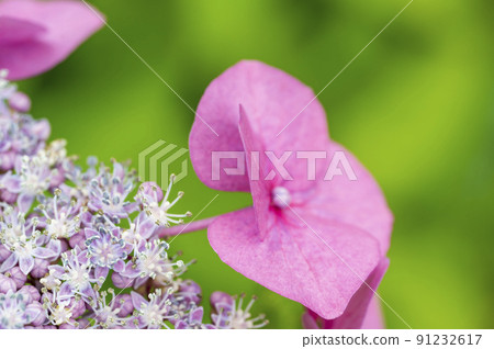 Small hydrangea flowers blooming to be protected by calyx Small hydrangea flowers blooming to be protected by calyx 91232617