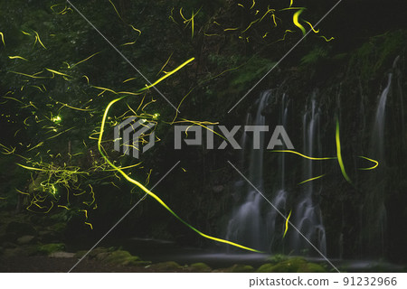 Fireflies in Hakone "Chisuji Falls" 91232966