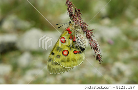 Apollo mountain Parnassius apollo butterfly resting on stem plant grass flower, butterflies, endangered species wildlife insect detail close-up, wings white red, meadows steppe, wings white red golden Apollo mountain Parnassius apollo butterfly resting on stem plant grass flower, butterflies, endangered species wildlife insect detail close-up, wings white red, meadows steppe, wings white red golden 91233187