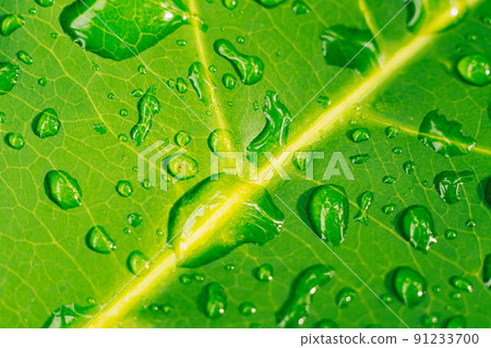 Many beautiful transparent rain dew water drops on fresh leaf. Abstract macro real photo cute wallpaper. Nature lines art. Extremely close vein texture cell structure. Bright green yellow background Many beautiful transparent rain dew water drops on fresh leaf. Abstract macro real photo cute wallpaper. Nature lines art. Extremely close vein texture cell structure. Bright green yellow background 91233700