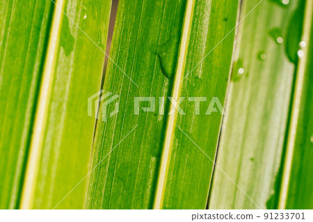 Beautiful transparent rain dew water drops on fresh leaf. Abstract macro real photo cute wallpaper. Nature vertical lines. Extremely close vein texture cell structure. Bright green yellow background Beautiful transparent rain dew water drops on fresh leaf. Abstract macro real photo cute wallpaper. Nature vertical lines. Extremely close vein texture cell structure. Bright green yellow background 91233701