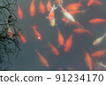 Koi carp fish in the pond. 91234170