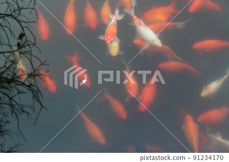 Koi carp fish in the pond. Koi carp fish in the pond. 91234170