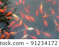 Fancy carp fish pond. 91234172