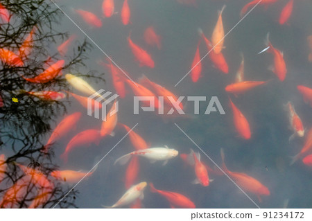 Fancy carp fish pond. 91234172