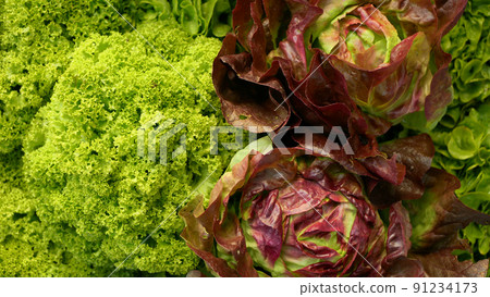 Lettuce green curly Lollo Bionda Rossa food leaf leaves red butterhead Verona harvest crate box harvesting fresh market vegetables cut Lactuca sativa bio farmer farming farm garden plant greenhouse Lettuce green curly Lollo Bionda Rossa food leaf leaves red butterhead Verona harvest crate box harvesting fresh market vegetables cut Lactuca sativa bio farmer farming farm garden plant greenhouse 91234173