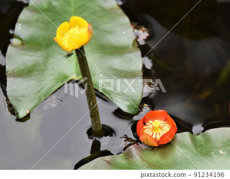Kohone之花 91234196