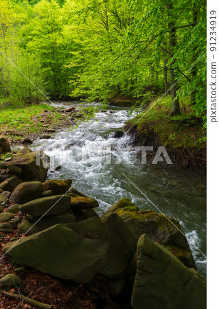forest river in springtime. winding water flow along the rocky shore with tall beech trees. beautiful nature scenery forest river in springtime. winding water flow along the rocky shore with tall beech trees. beautiful nature scenery 91234919