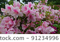 杜鵑花 91234996