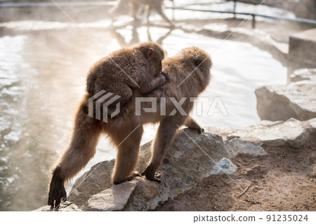 Japanese Snow monkey carry its baby by hot spring, Nagano Japanese Snow monkey carry its baby by hot spring, Nagano 91235024
