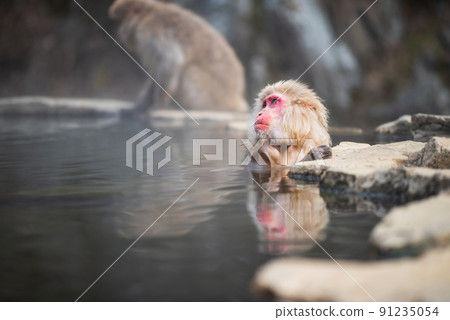 Japanese Snow monkey on hot spring Onsen in winter, Nagano Japanese Snow monkey on hot spring Onsen in winter, Nagano 91235054